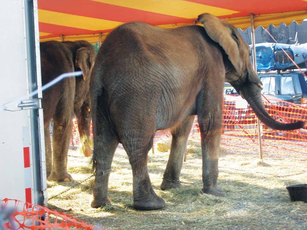 Animals in Traveling Circuses The Science on Suffering Stop Circus