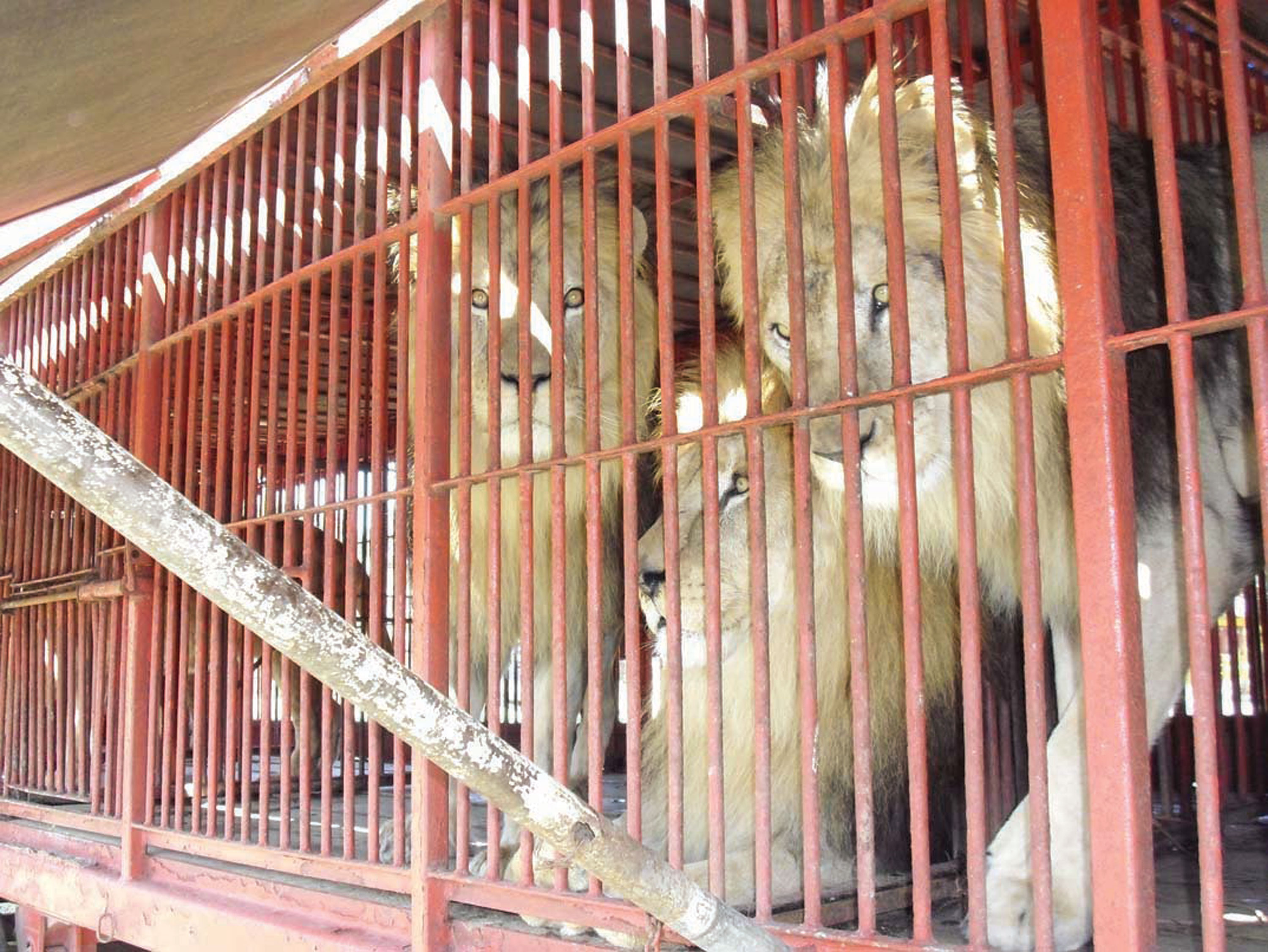 circus animals in cages
