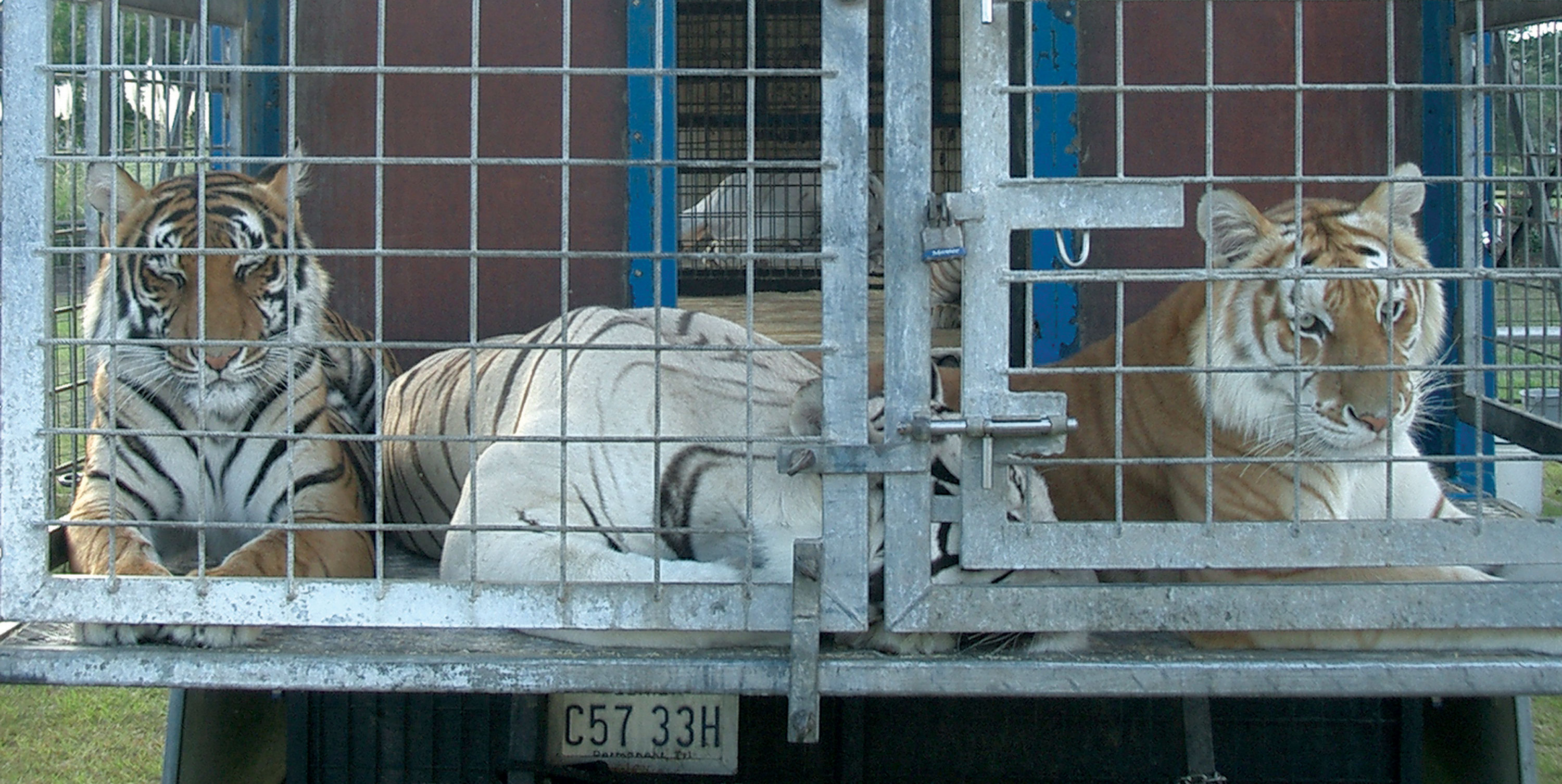 circus animals cruelty